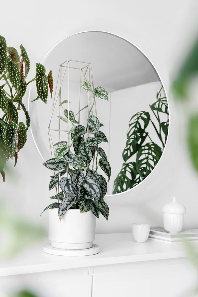 Modern houseplants